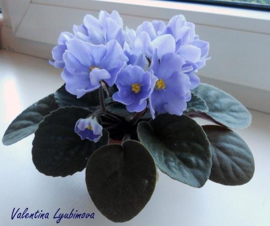 Modro vijolična (foto Valentina Lubimova iz foruma)