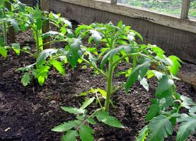 Kako rešiti sadike paradižnika v rastlinjaku zmrzali.