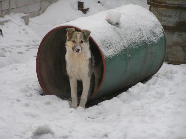 Pes varuje sosedje sod s posodo kot opazovalnice. Foto: "Skrivnosti vrta in vrta"