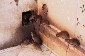 Preprost način, da se znebite podgan in miši v hiši.