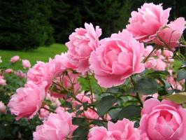 Kako hitro in zanesljivo uničiti vrtnice na vrtu