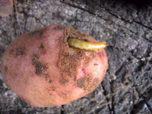 Krompir - najljubši koren wireworm