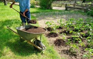 Organsko gnojilo na vrtu: 5 najboljša brez kemije