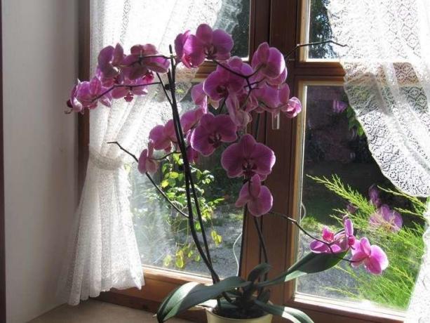 Obilno cvetenje Phalaenopsis ( http://picdom.ru/i/1280x800/3/8/0b98d41a7.jpg)