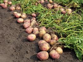 V boju za velike in okusne krompirja: nego in hranjenje slednjih v avgustu