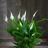 Miniaturni Spathiphyllum Strauss: pravila varstva