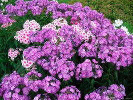 Phlox krme v maju, da uživajo v poletnih cveti
