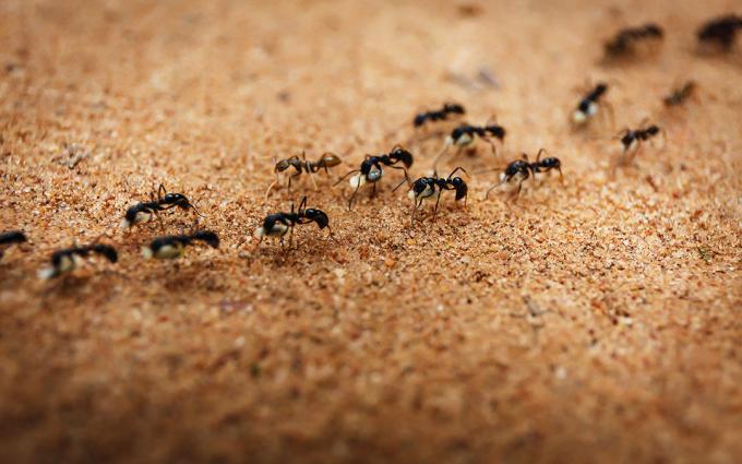 Prežene mravlje s soljo | ZikZak