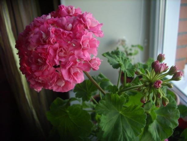 Začetek cvetenja vrtnice geranije (fotografije najdete na internetu)