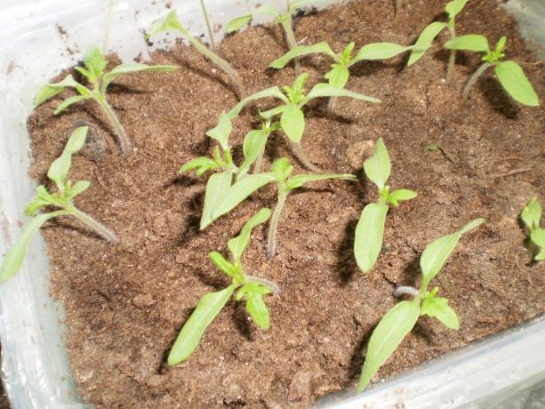 Ko zalivanje z gnojil Appin in humates šibke paradižnikovih sadik hitro odzivajo na gnojenje. Steblo postane debelejši, listje intenzivno zelene barve, močna rast je opazna.