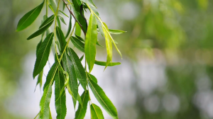 4 močan spodbujevalec rasti korenin pri potaknjencih brez kemikalij