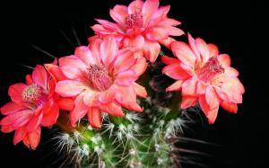Najpogostejši razlog, zakaj kaktus ne cvetijo in kaj storiti, da bi pametno vzcvetelo