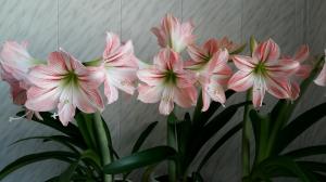 Hippeastrum in Amaryllis: Kakšne so razlike omamljanje rastline