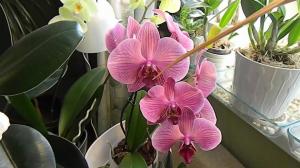 Vlažnost pri gojenju orhidej
