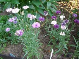 Cvetje brez ohrovt: kaj neposredno sow v flowerbed