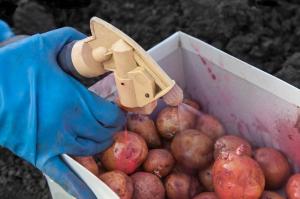 Zdravljenje krompirjevih gomoljev pred sajenjem proti boleznim in škodljivcem.