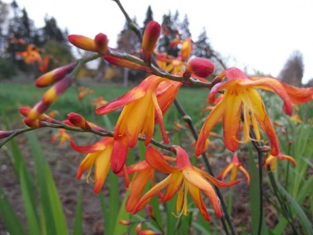 Včasih je ta rastlina imenuje "japonski gladiole". Foto: sornyakov.net