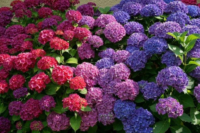 Vsak vrtnar lahko spremenite barvo hortenzij brez "barvila", ki izkorišča naravne lastnosti bush