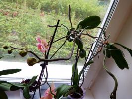 "Jaz razcvetela, vzcvetelo, in nenadoma izginil." Zakaj Phalaenopsis umira v hiši?