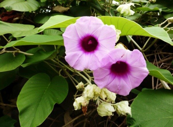 Hawaiian Rose - zdravilo podobno LSD | ZikZak