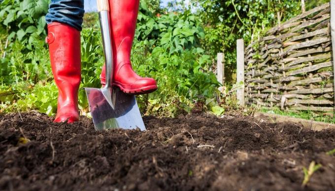 Prednosti in škoduje za kopanje tal na območju | Vrtnarstvo & Vrtnarstvo