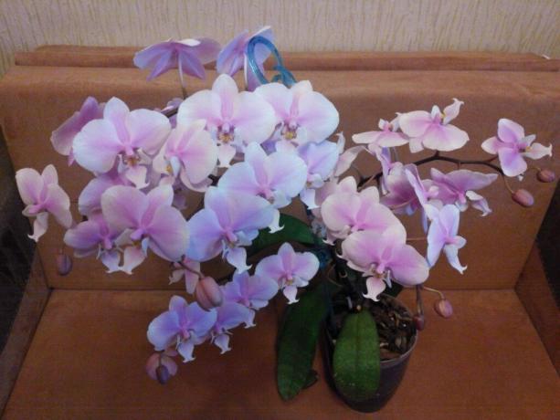 Cvetenja Phalaenopsis. Foto: Sošolci