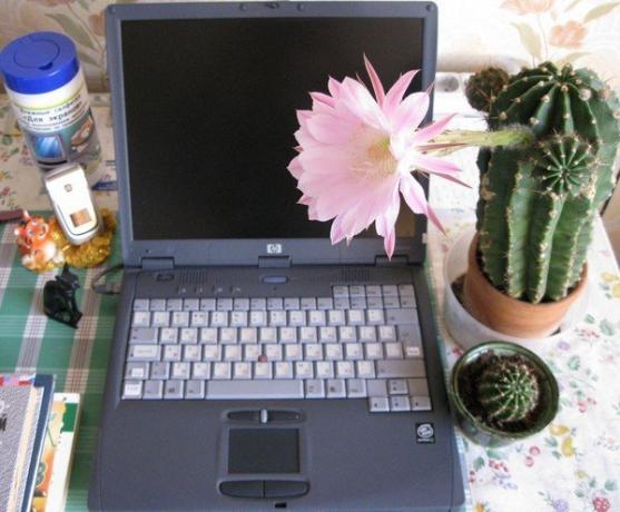 Kaktus na računalniku. Fotografija iz interneta
