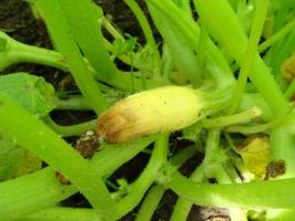 Jajčnik bučke rumena, gnilobe in odpadejo: ⚡ kaj storiti, da shranite pridelek na vrtu
