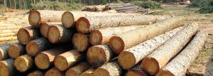 Izbira lesa: značilnosti različnih pasem