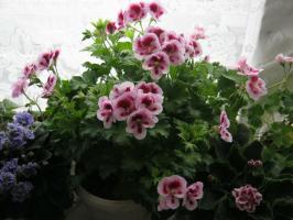 Kot Pelargonium ščepec: glavnih priporočil