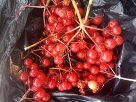 10 korakov pripravimo funky marmelade iz sadežev Viburnum