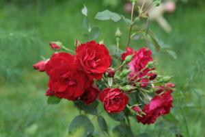 Kanadski Rose Garden so dobre za ruščino (še posebej v hladnih regijah)