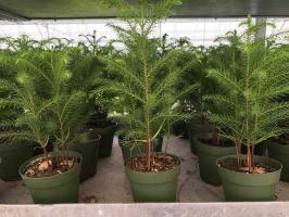 Araucaria: kako raste božično drevo doma