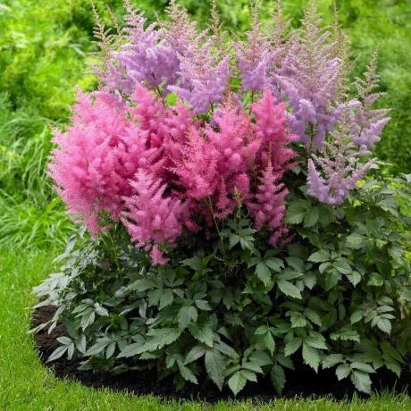 Lovely barvne sheme + negovanimi grmi = vrtni okras! Fotografije za objavo so vzete iz interneta