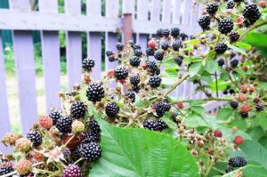 4 skrivnosti "berry" blackberry