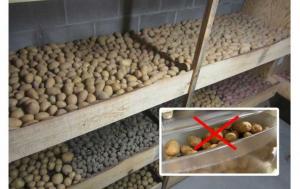 Napake pri skladiščenju krompirja. Shranjevanje krompir.