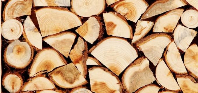 Lipa lesa imajo zdravilne lastnosti
