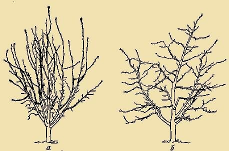 Pomlad obrezovanje se aktivno uporablja za mlada drevesa - urejenih zrela drevesa, ki so predmet ta postopek vsako leto, je treba vsako leto je manj (ne govorimo o anti-aging obrezovanje).