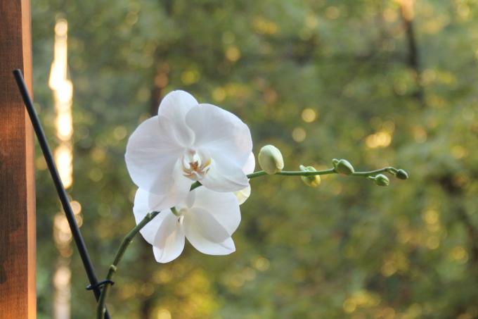 Moj beli Phalaenopsis to poletje razcvetela prvič po nakupu. Naj članek na svoji strani na socialnem omrežju, tako da ne bi izgubili in delite s prijatelji!