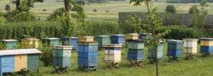 Kako organizirati mini kmetiji čebele