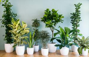 Izbira sobne rastline - kje začeti