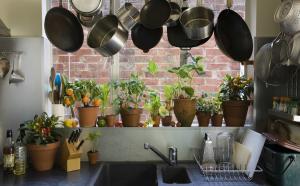 Kako izvirno in praktično dodati Sobne rastline in zelišča v notranjosti vaši kuhinji. 7 nasvetov oblikovanje
