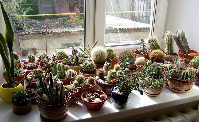 Zbirka kaktusov na južnem oknu