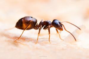 Od mravlje dostaviti zdrob samo dodatno sestavino