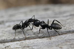 Kako se znebiti mravelj v državi za en dan, za vedno
