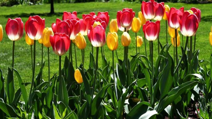 Tulip - eden od simbolov spomladanskega vrta! Foto: wallpaperscraft.ru