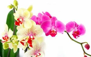 Skrb za orhideje po cvetenju
