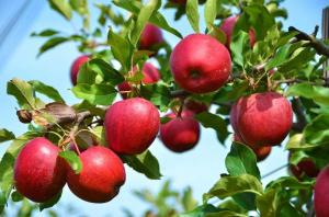 Kaj pa, če jabolka in slive ni obrodilo sadove?