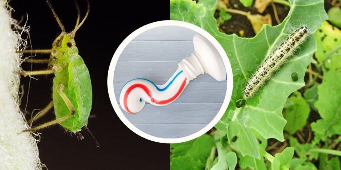 Zobna pasta vam olajšajo zelje belega metulja in uši