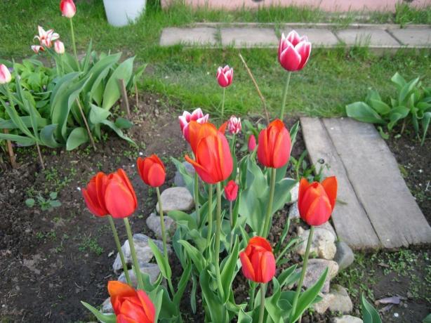 Da, tulipani - to je enostavno. Ampak, s stilom!